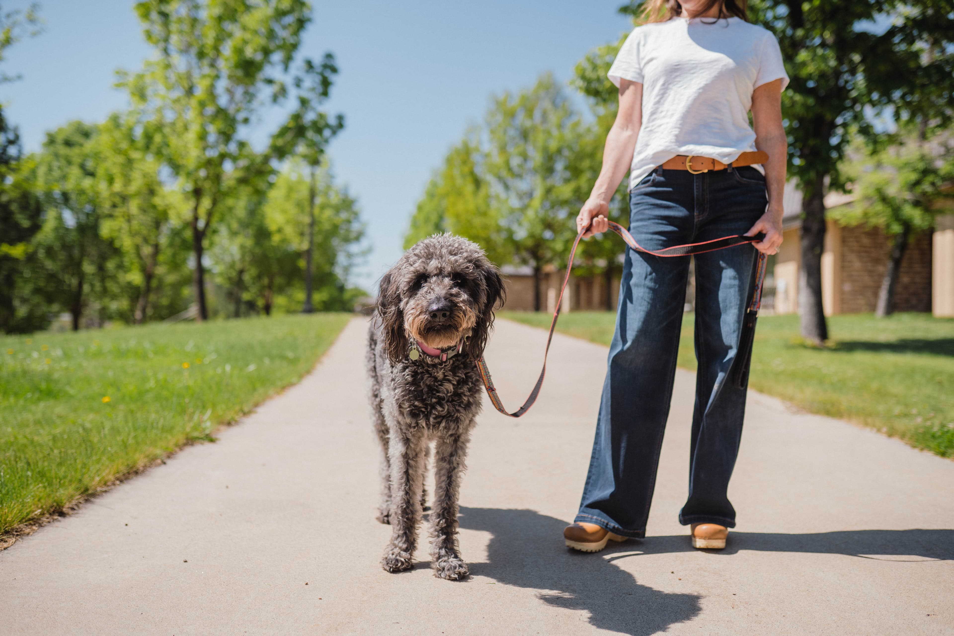 How to Stop Your Dog from Pulling on the Leash (and Enjoy Walks Again)