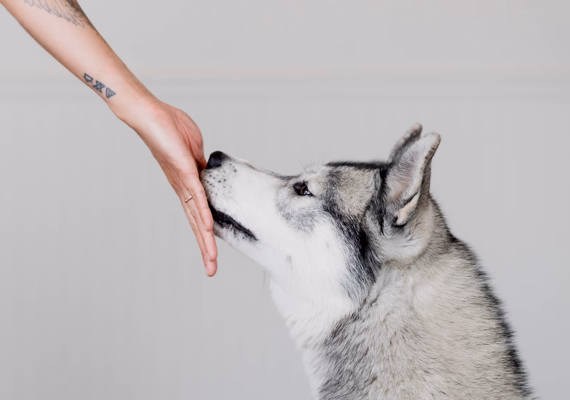 The 7 Treat Delivery Methods