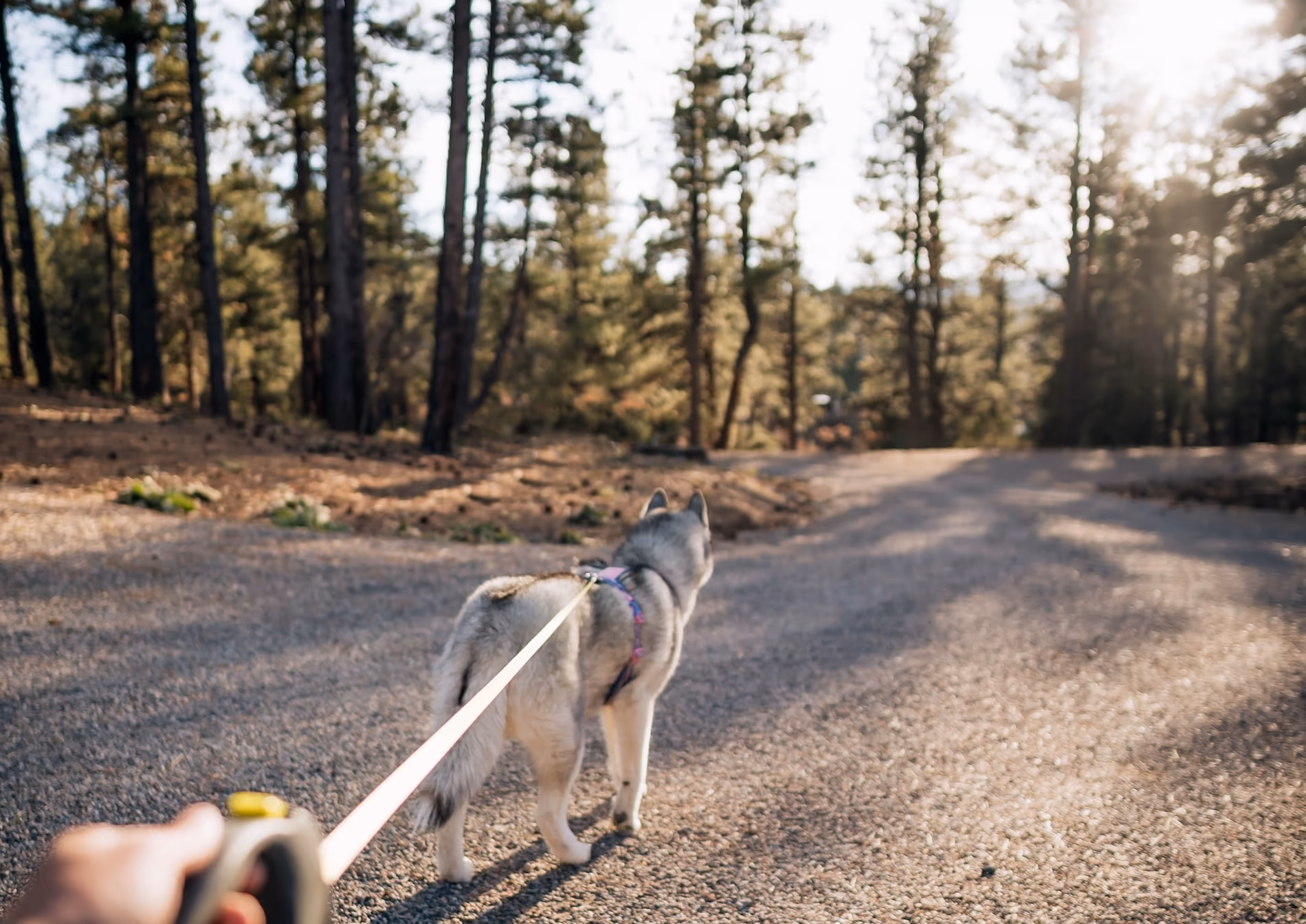 Sniffari Walk