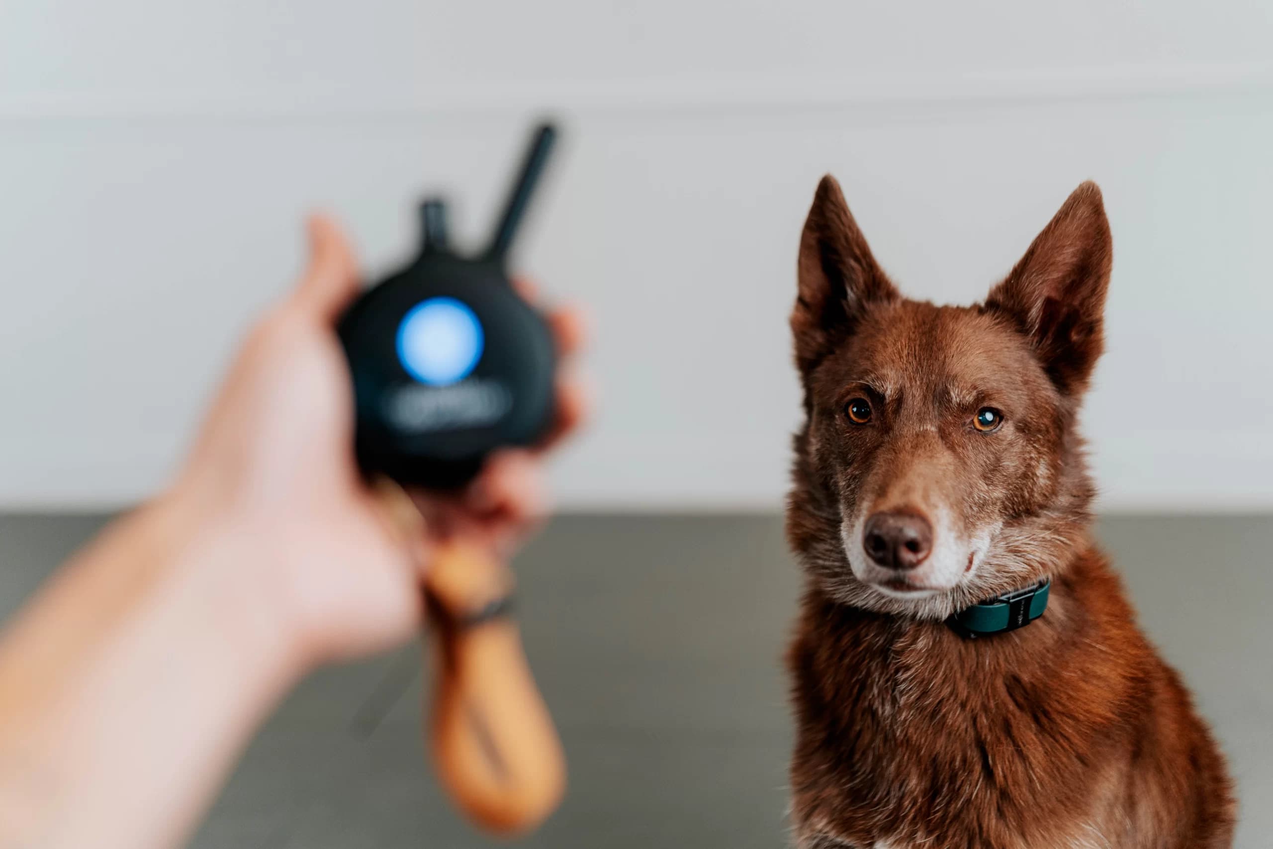 Are E-Collars Safe for Dogs? A Trainer's Honest Answer.