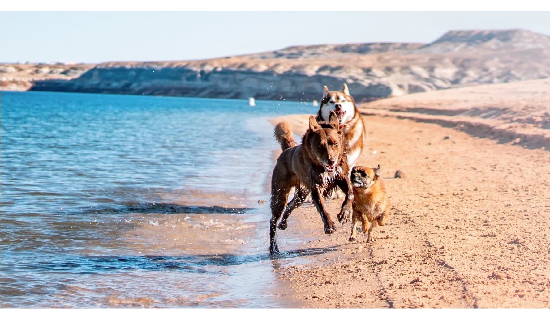 Recall Reliability: Why Your Dog Listens At Home, But "Forgets" Outside