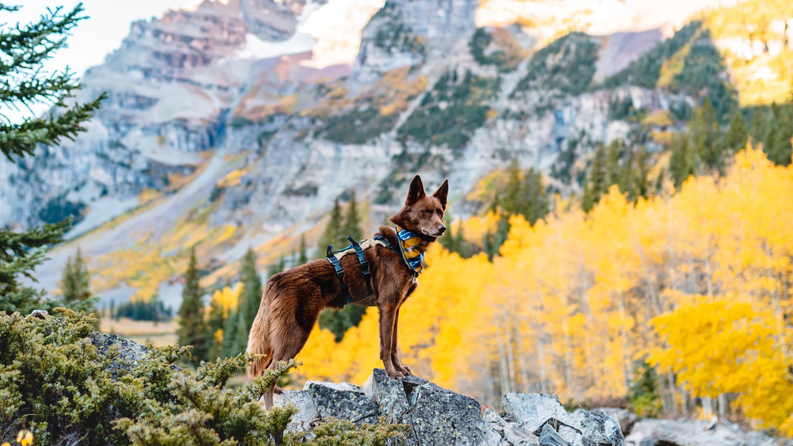 The 5 Skills Every Adventure Dog Needs