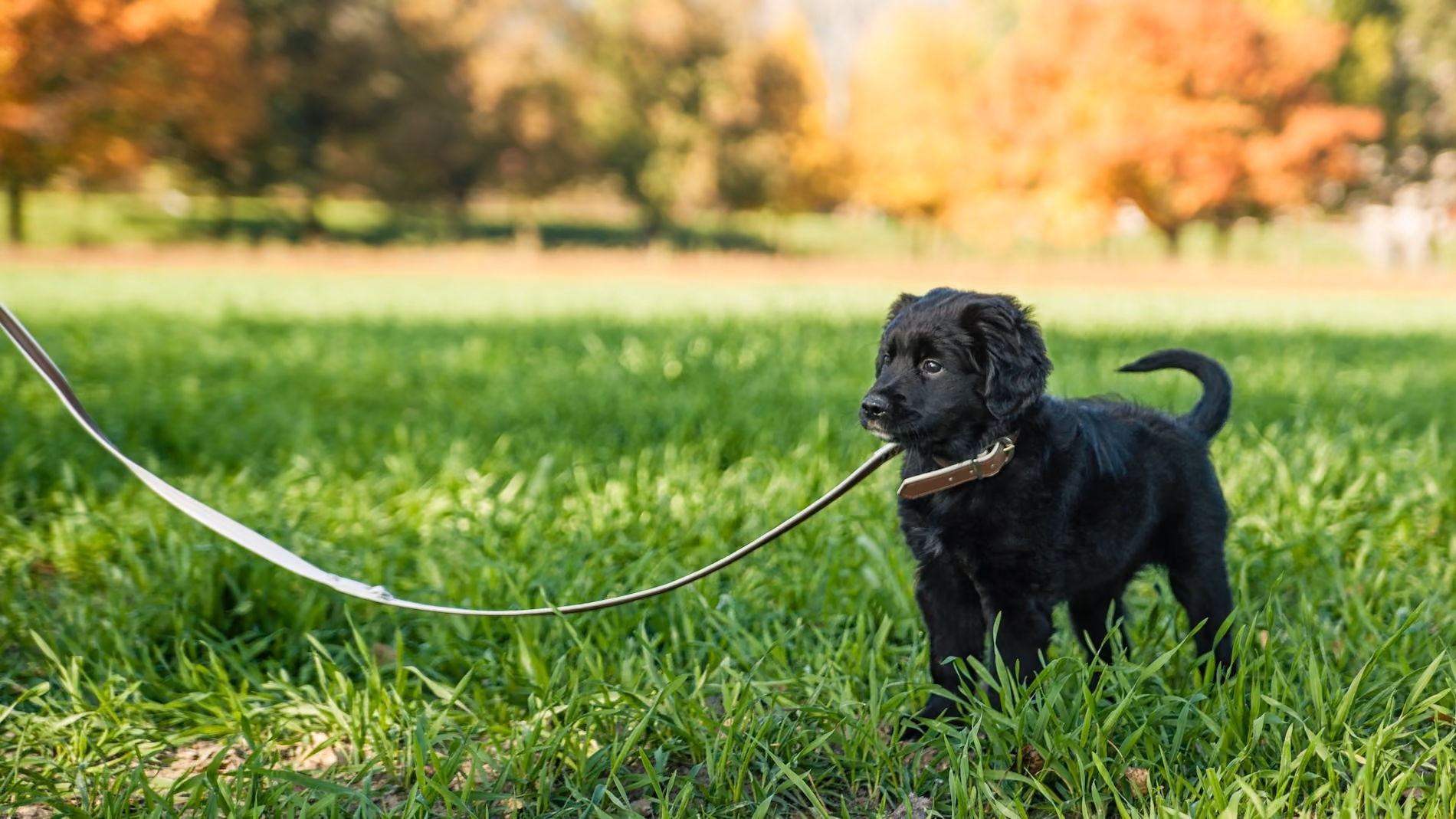 Black spaniel mix puppy on a loose leash standing in the grass calmly looking off the frame to its owner