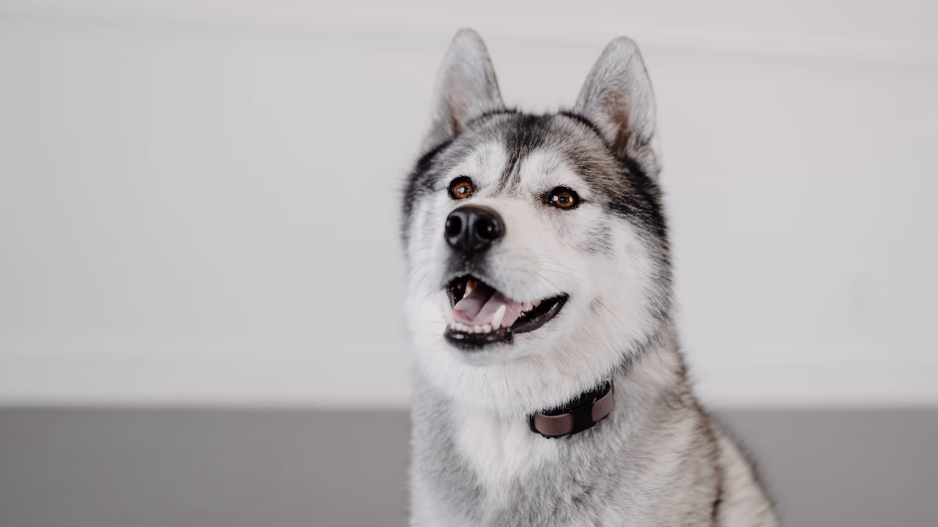 Smiling gray and white husky wearing an e-collar. The husky looks relaxed and happy.