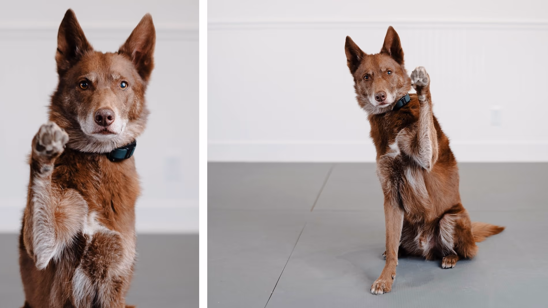 Brown Kelpie dog sitting down while wearing an e-collar and waving his paw at the camera.