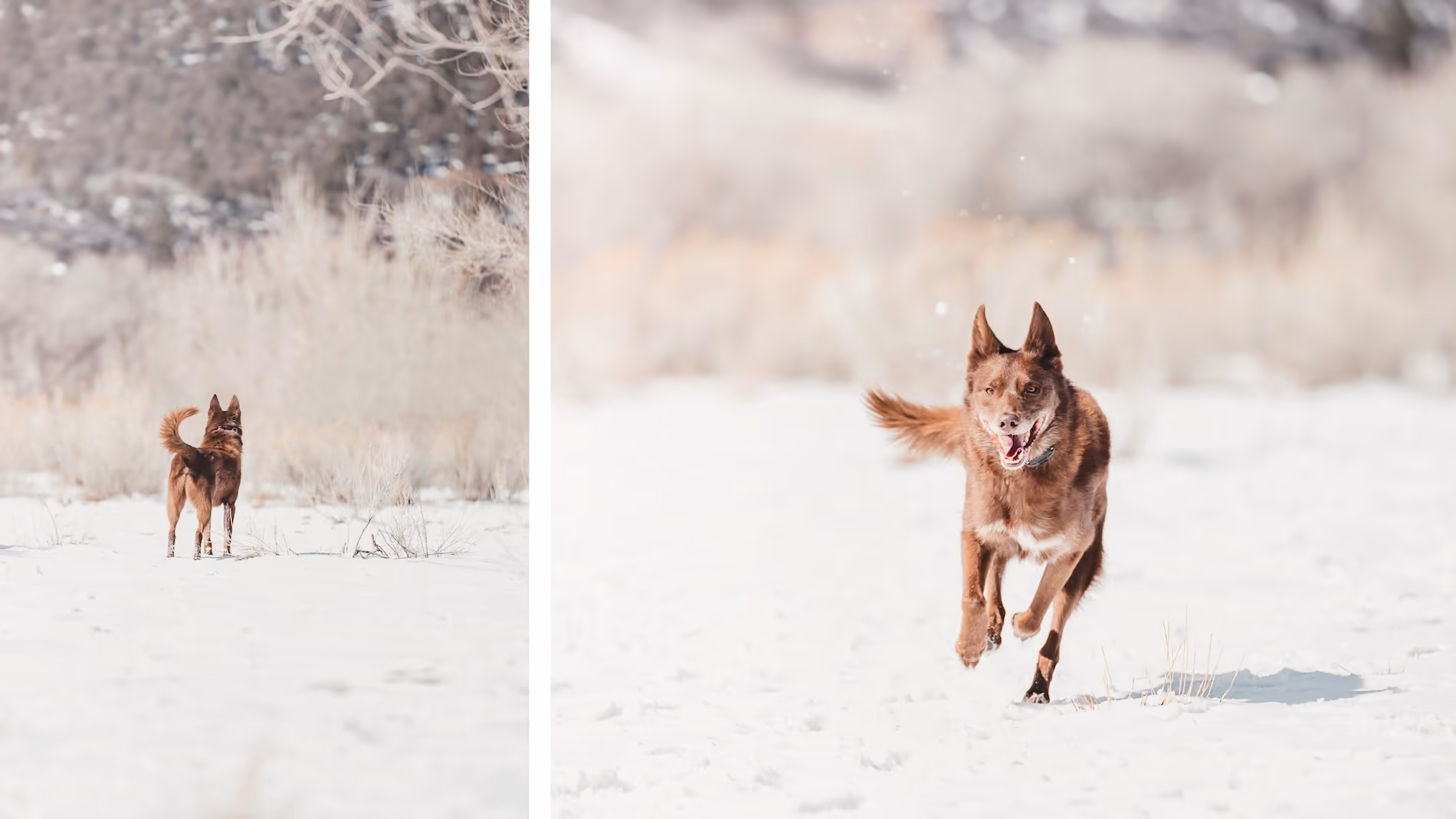 Two photos of a brown kelpie running and exploring in a snowy landscape while wearing an e-collar. The dog is happy and relaxed with a big smile and wagging tail.