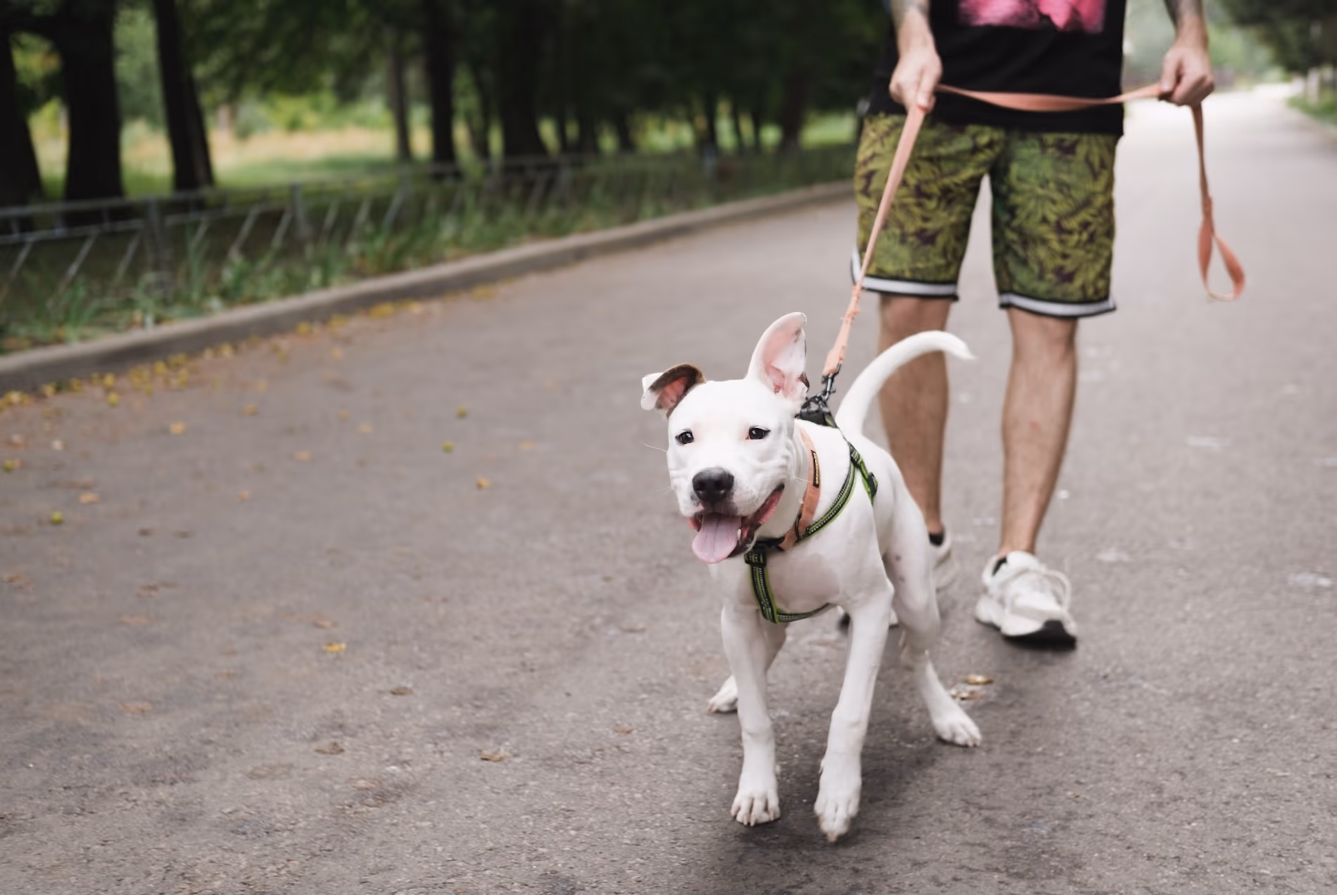 white pit bull puppy on a harness dragging the owner down a paved sidewalk