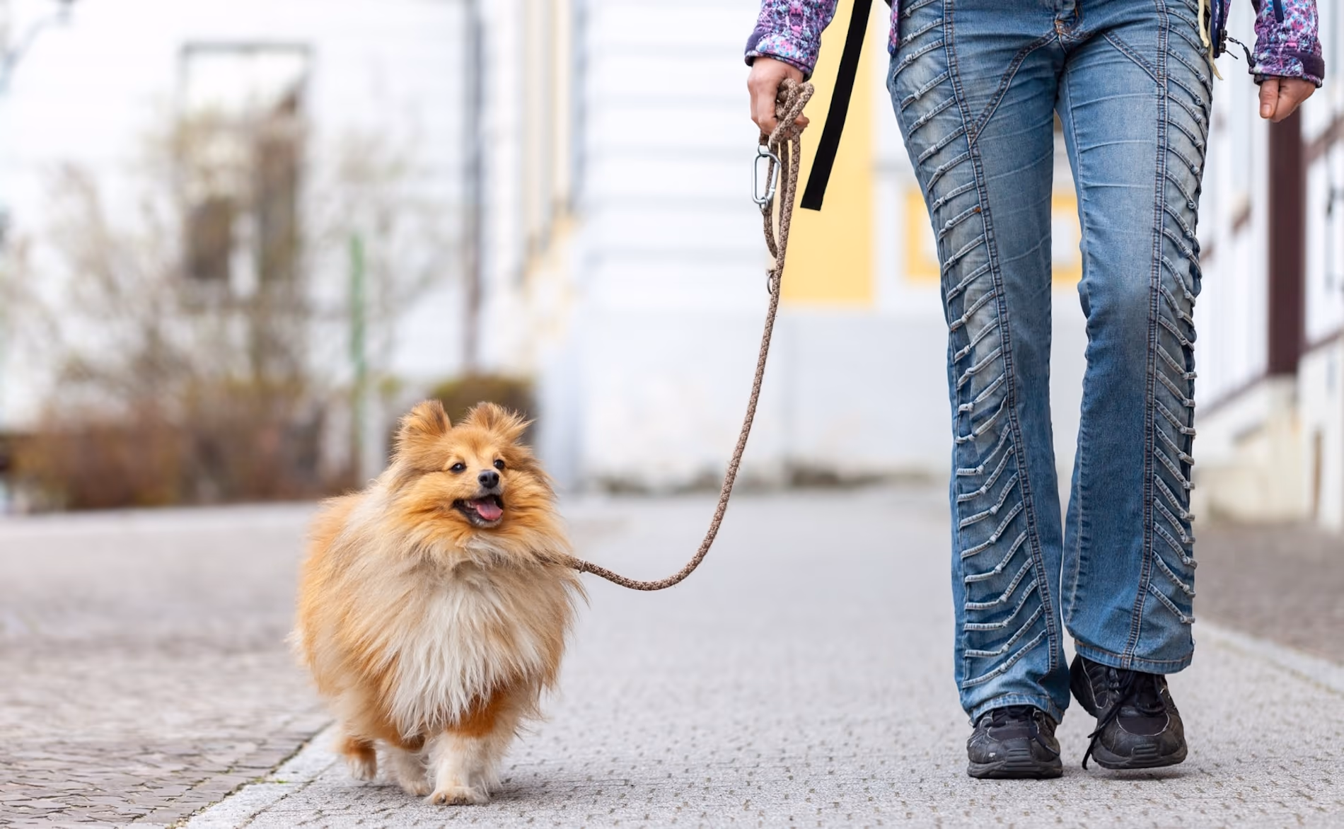 Pomeranian dog happily walking beside owner with a loose-leash