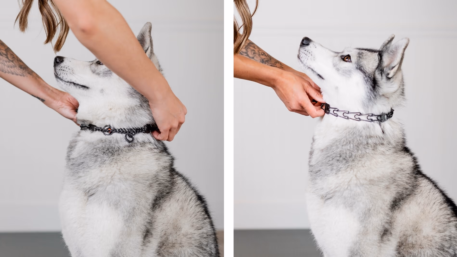 Two side by side images of a person fitting a prong collar on the neck of a relaxed gray and white husky