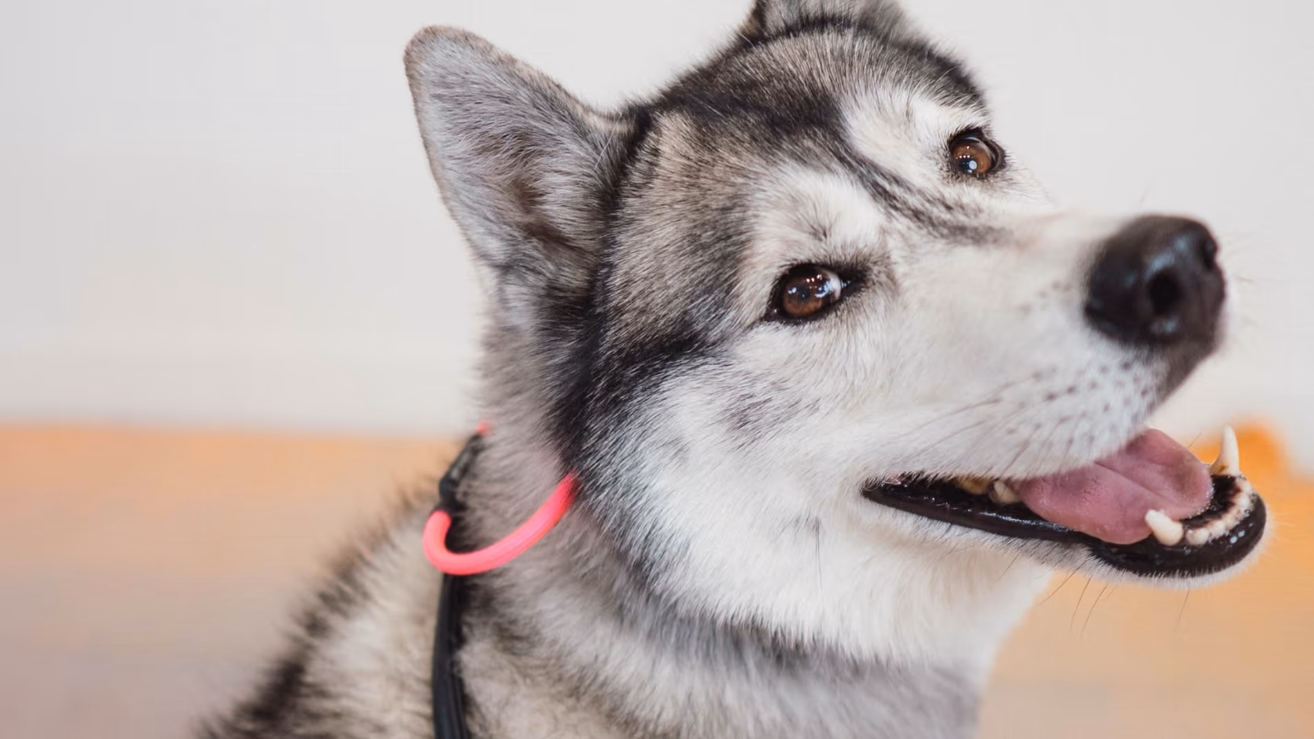 Happy gray & white husky smiling at camera with a properly fitted prong collar