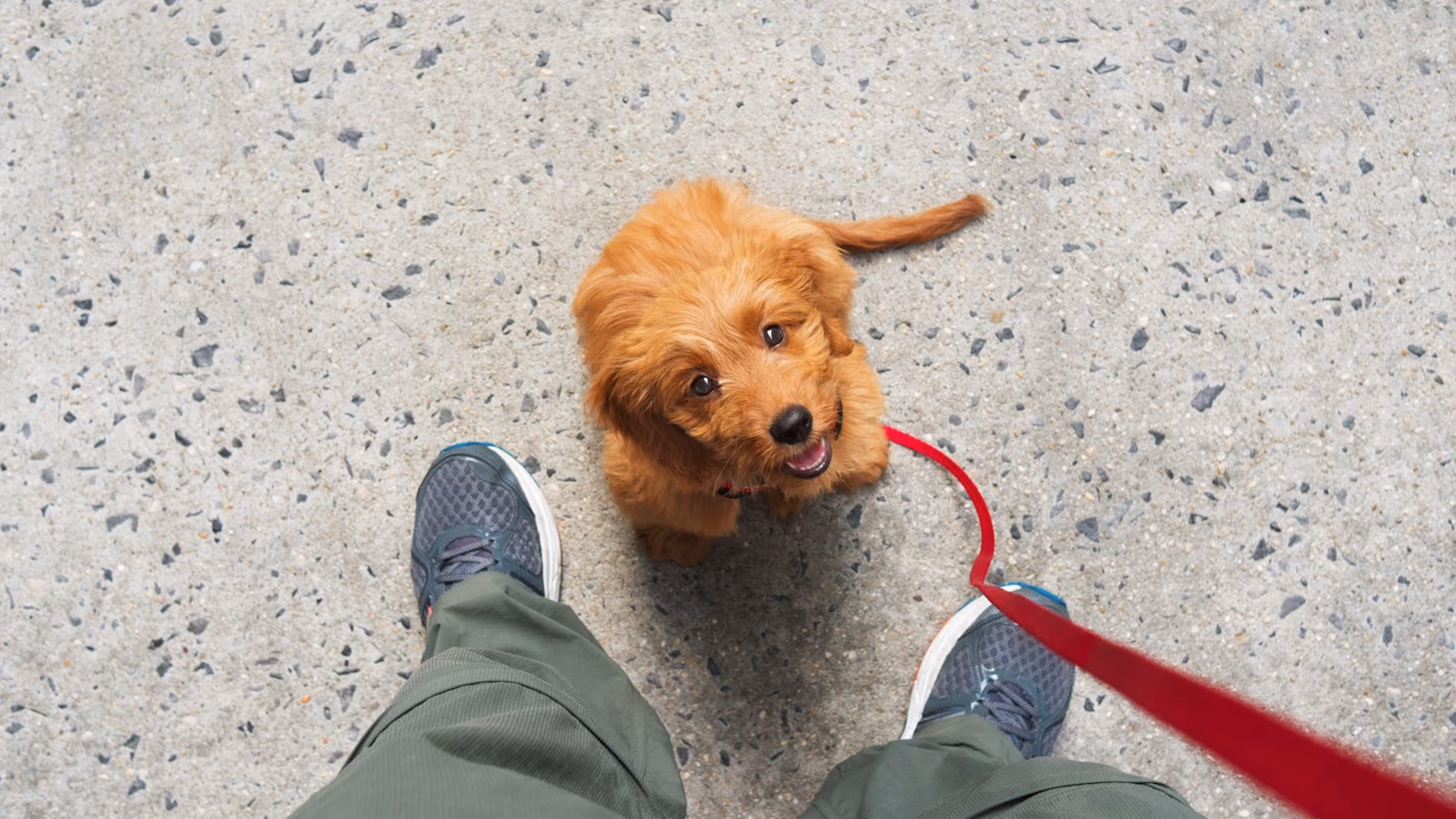 How to Teach a Puppy to Walk on a Leash (Step-by-Step Guide to Loose Leash Walking)