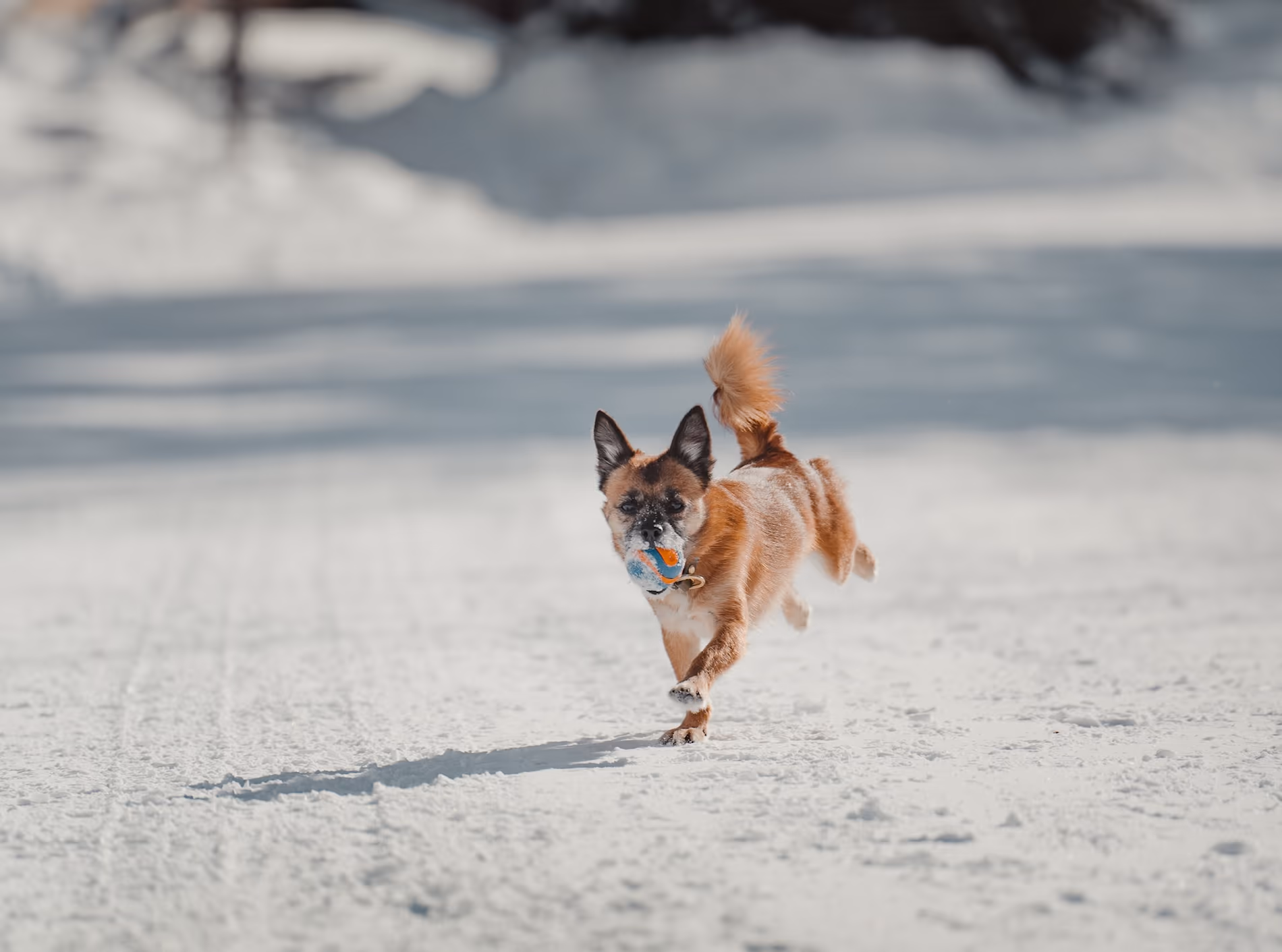 Small pomeranian dog mix running towards owner in the snow. Dog is holding a ball in it's mouth while they play a game of fetch