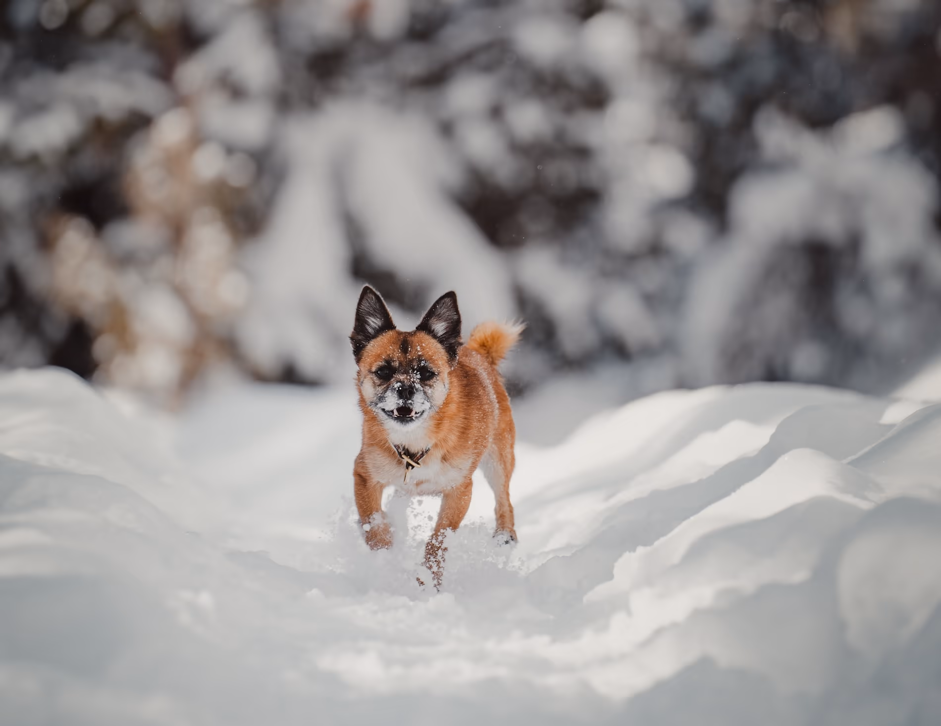 How to Train a Dog to Come When Called (Teaching the Command Step by Step)