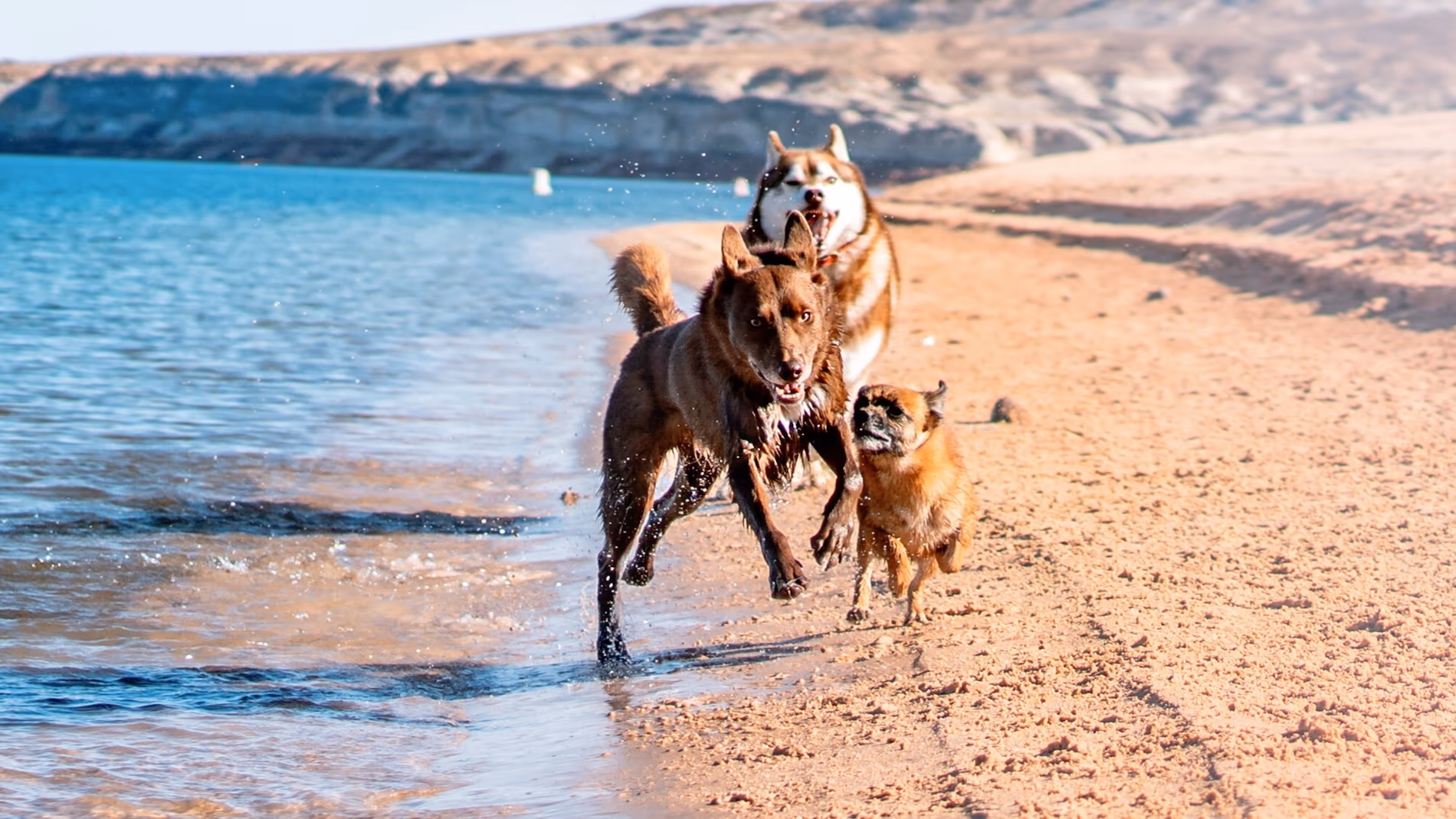 A kelpie, pomeranian, and husky running alongside the water on the beach at Lake Powell.
