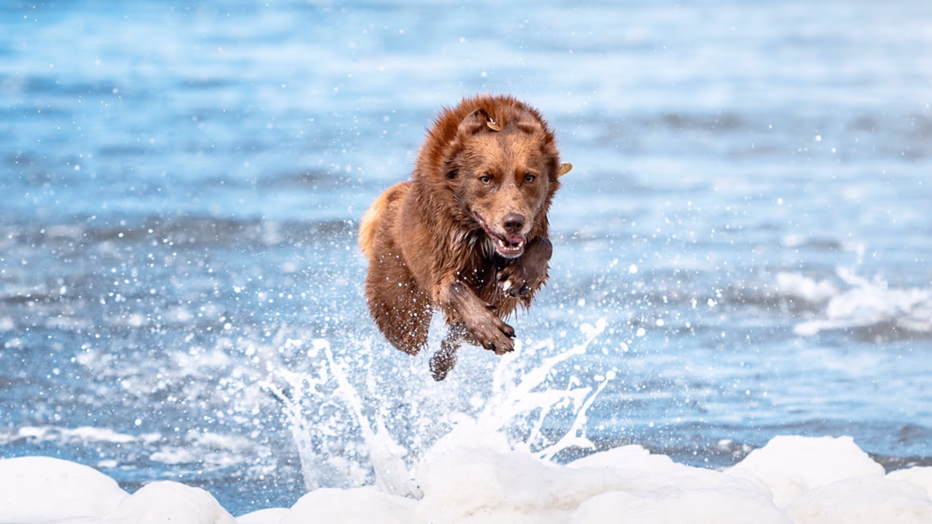 Brown Kelpie running mid air through the ocean on a sunny day. The dog is wearing an e collar and is happy and playful