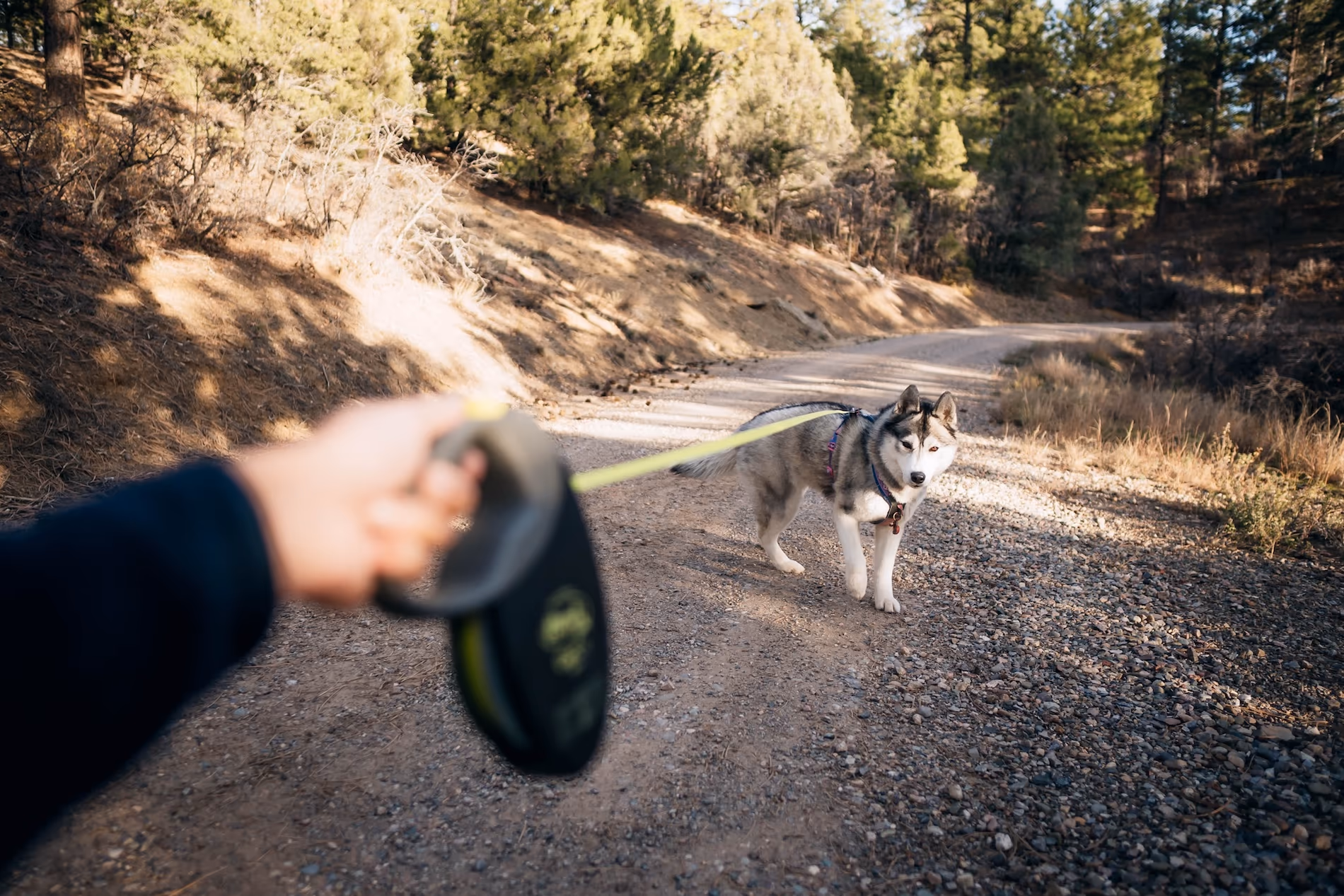 gray and white husky on a "sniffari" walk in a harness and retractable leash choosing to come back to their owner