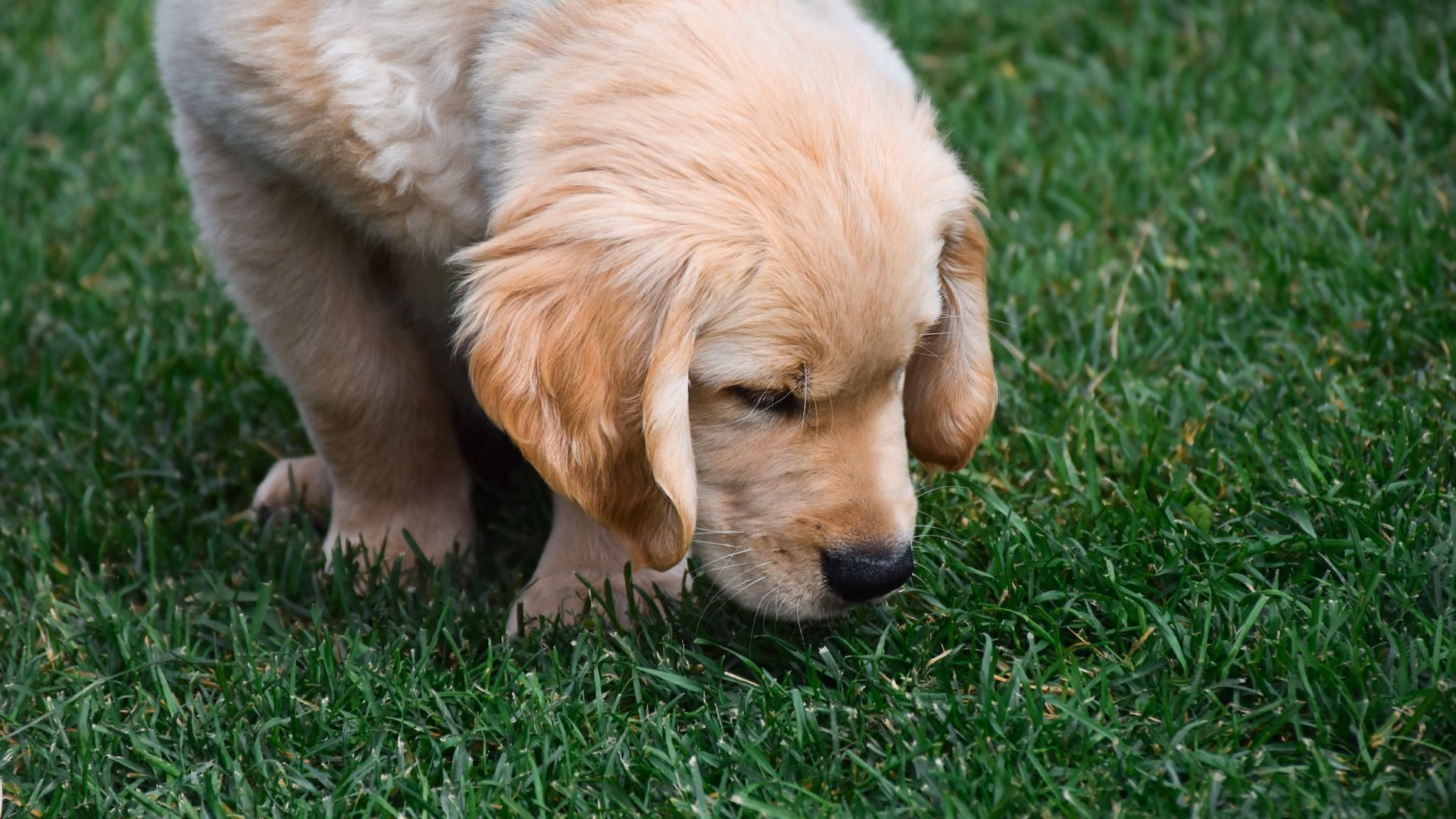 A golden puppy sitting down while sniffing the grass calmly
