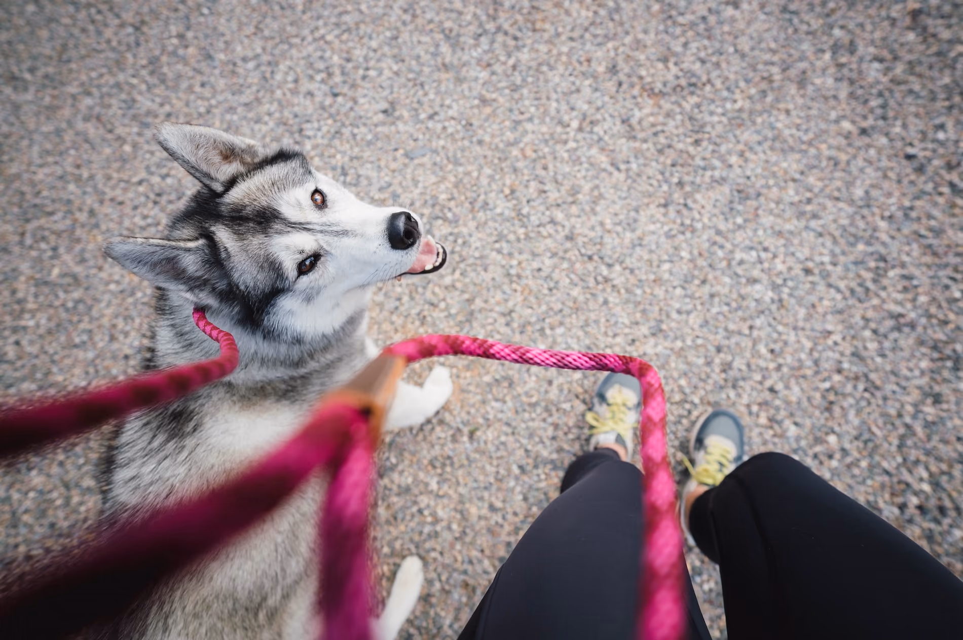 How to Leash Train a Dog to Walk Nicely on the Lead