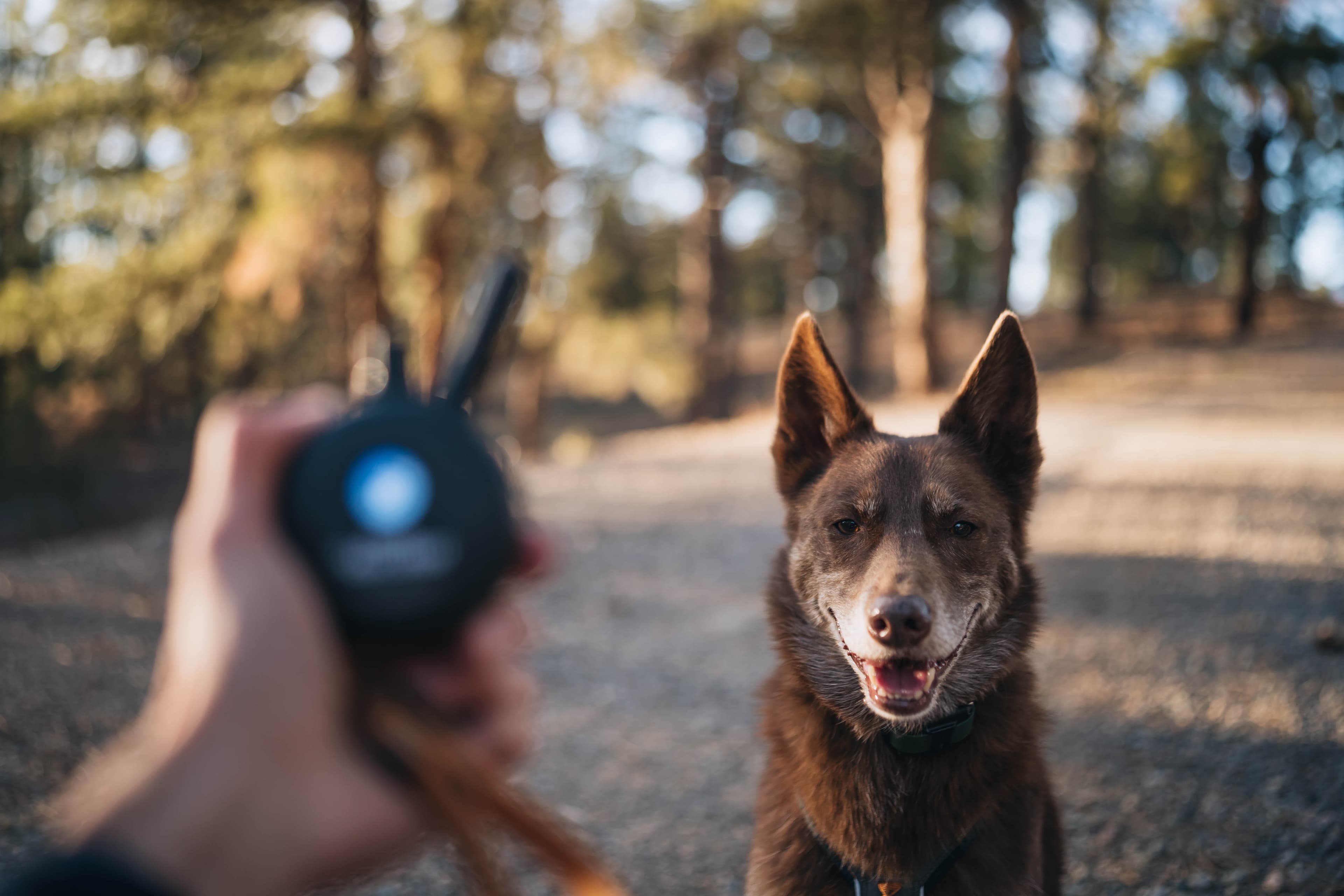 Dog owner training their dog outdoors