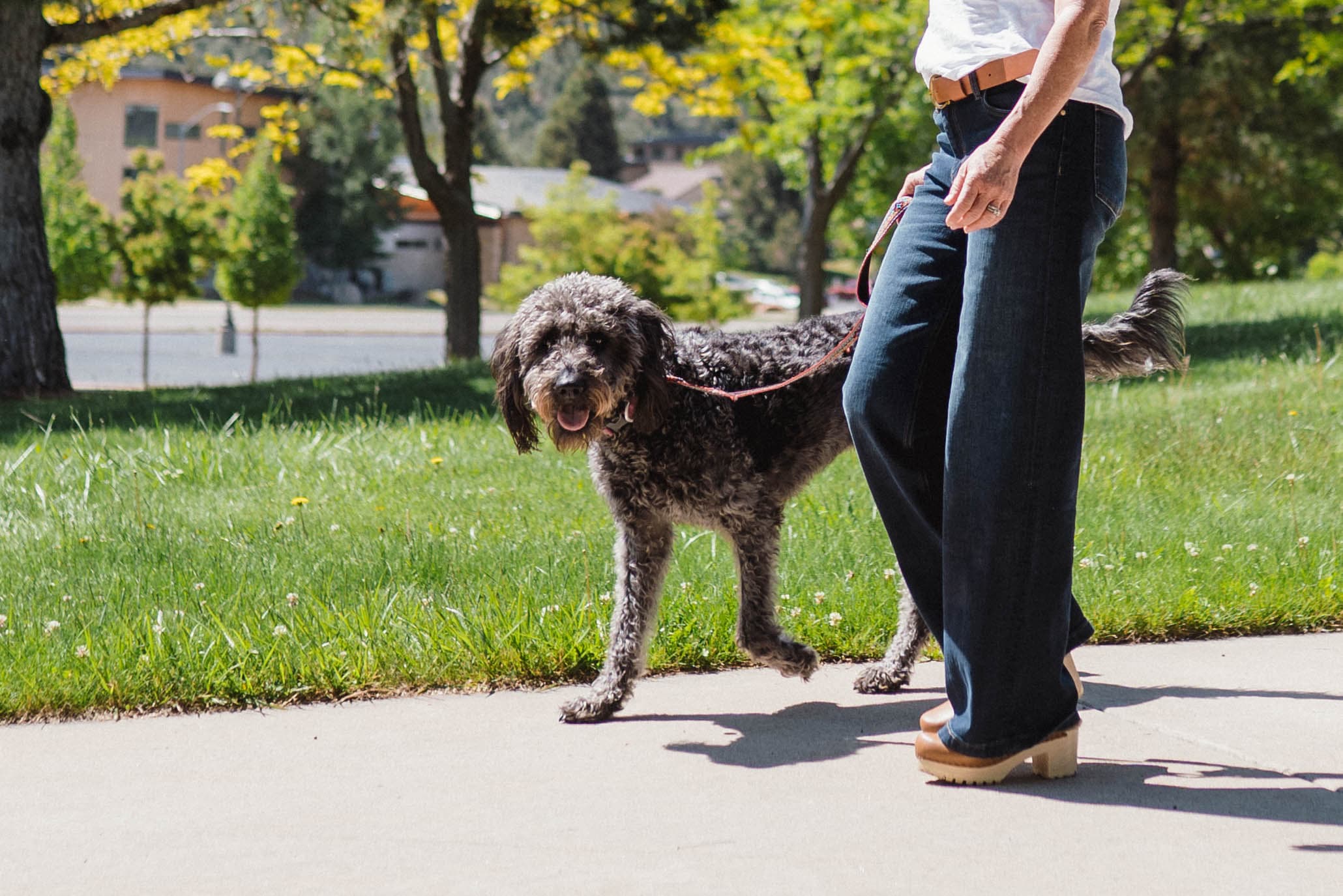 Dog training outdoors