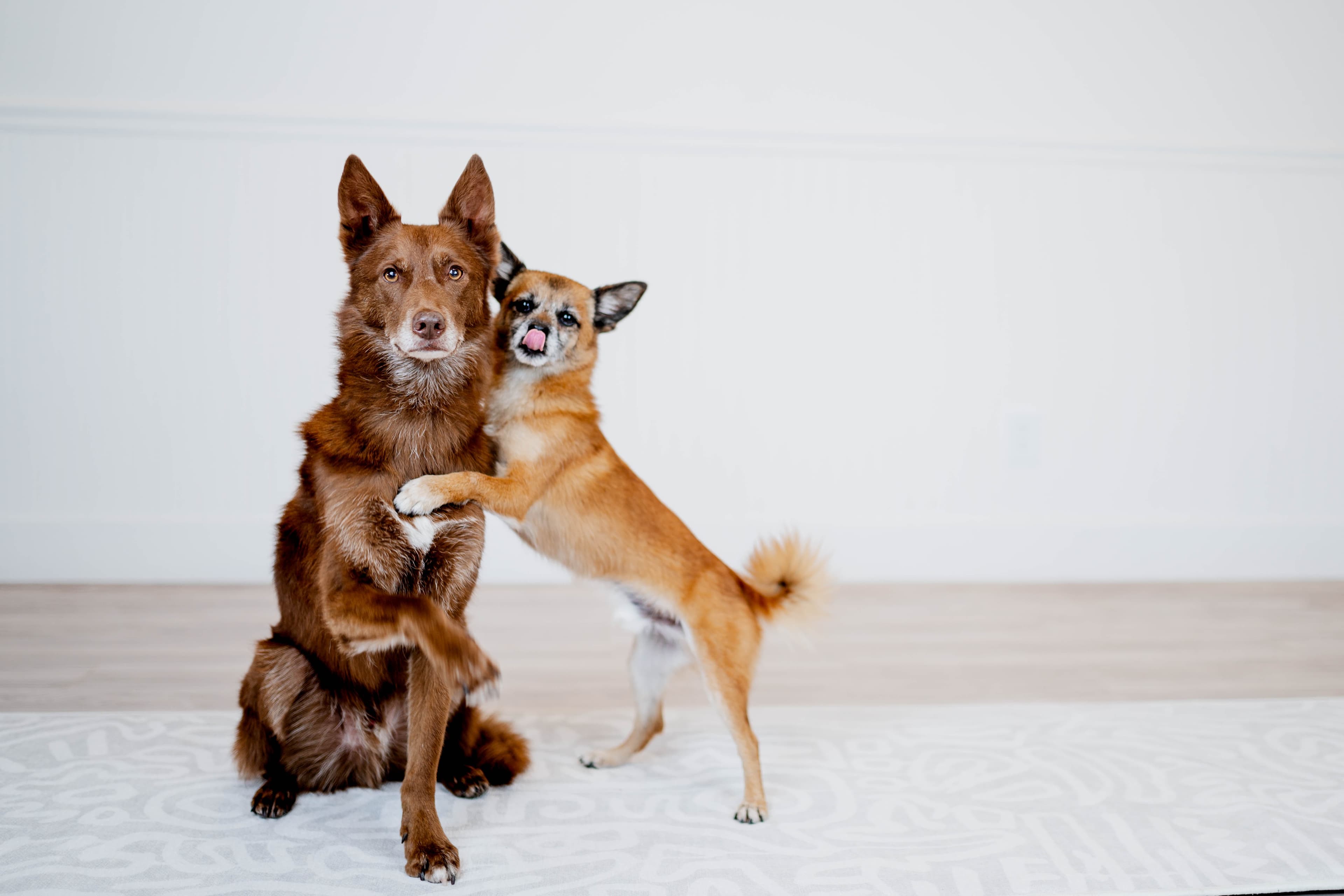 Dog training outdoors