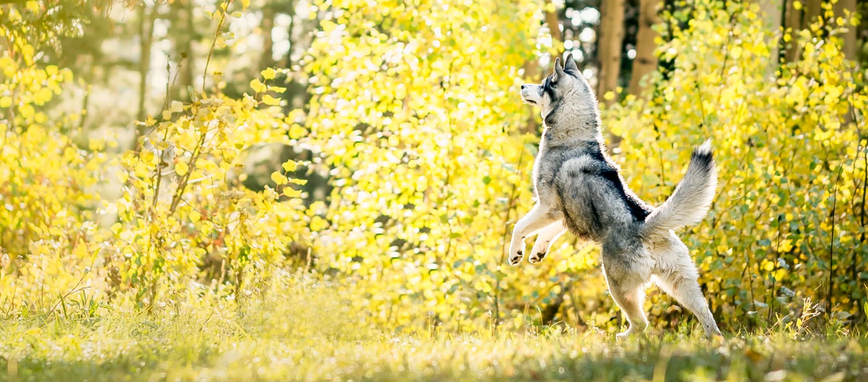 Dog training outdoors