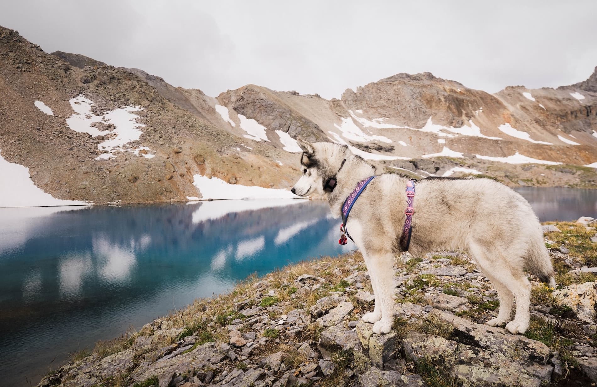 Give Your Dog True Off-Leash Freedom.