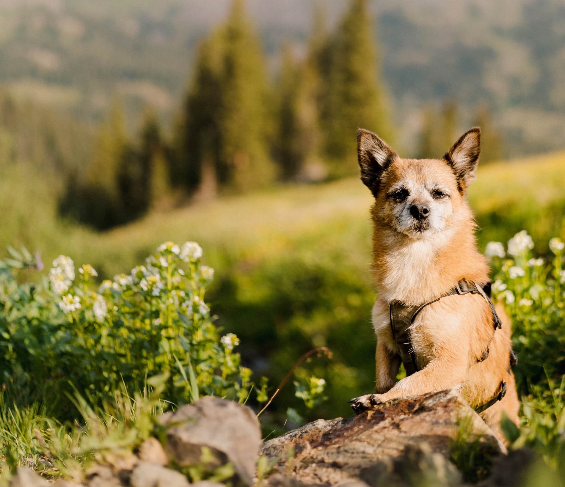 Build A Recall Your Dog Loves To Respond To!