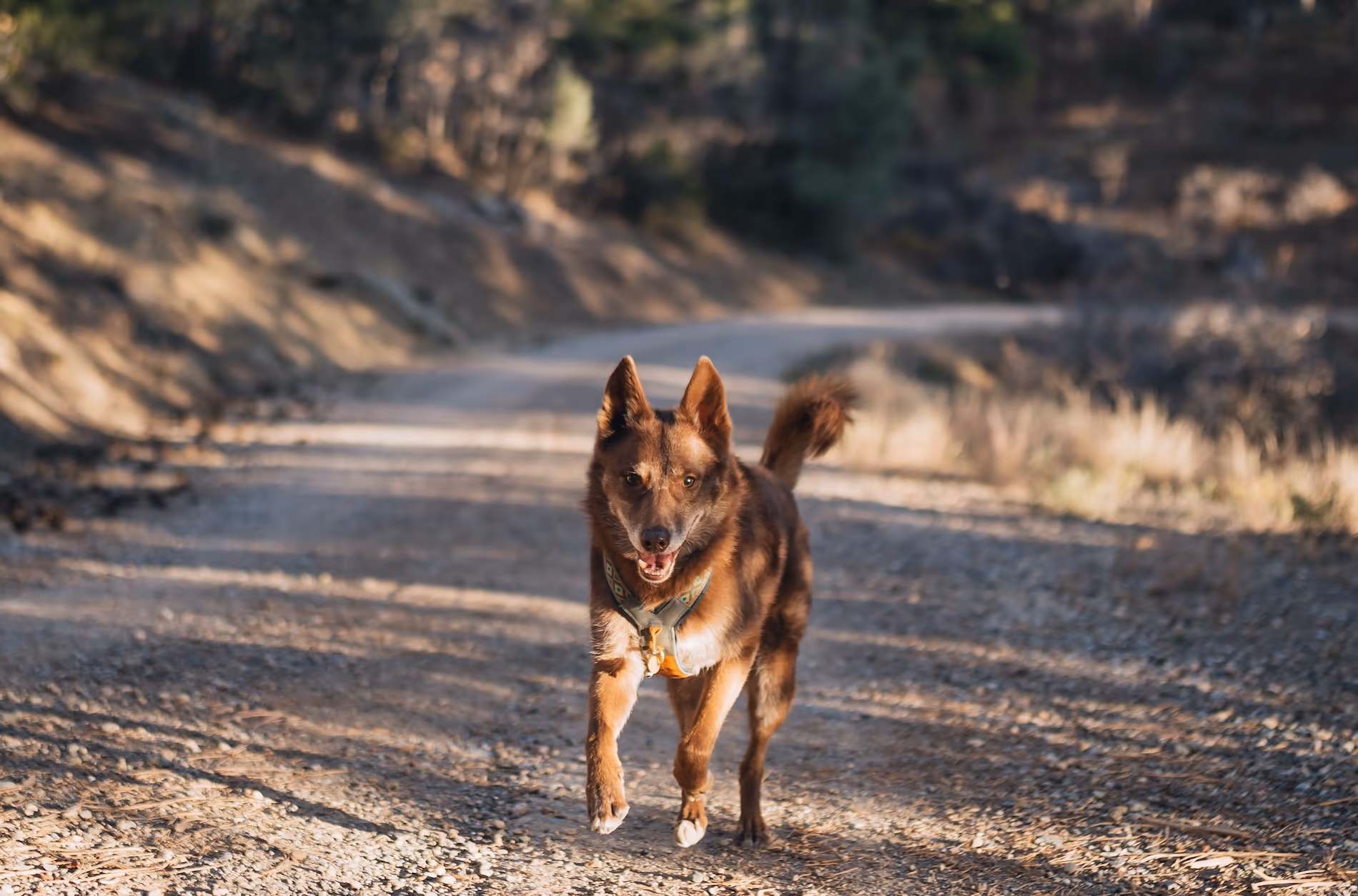 Drag-Line To Off-Leash