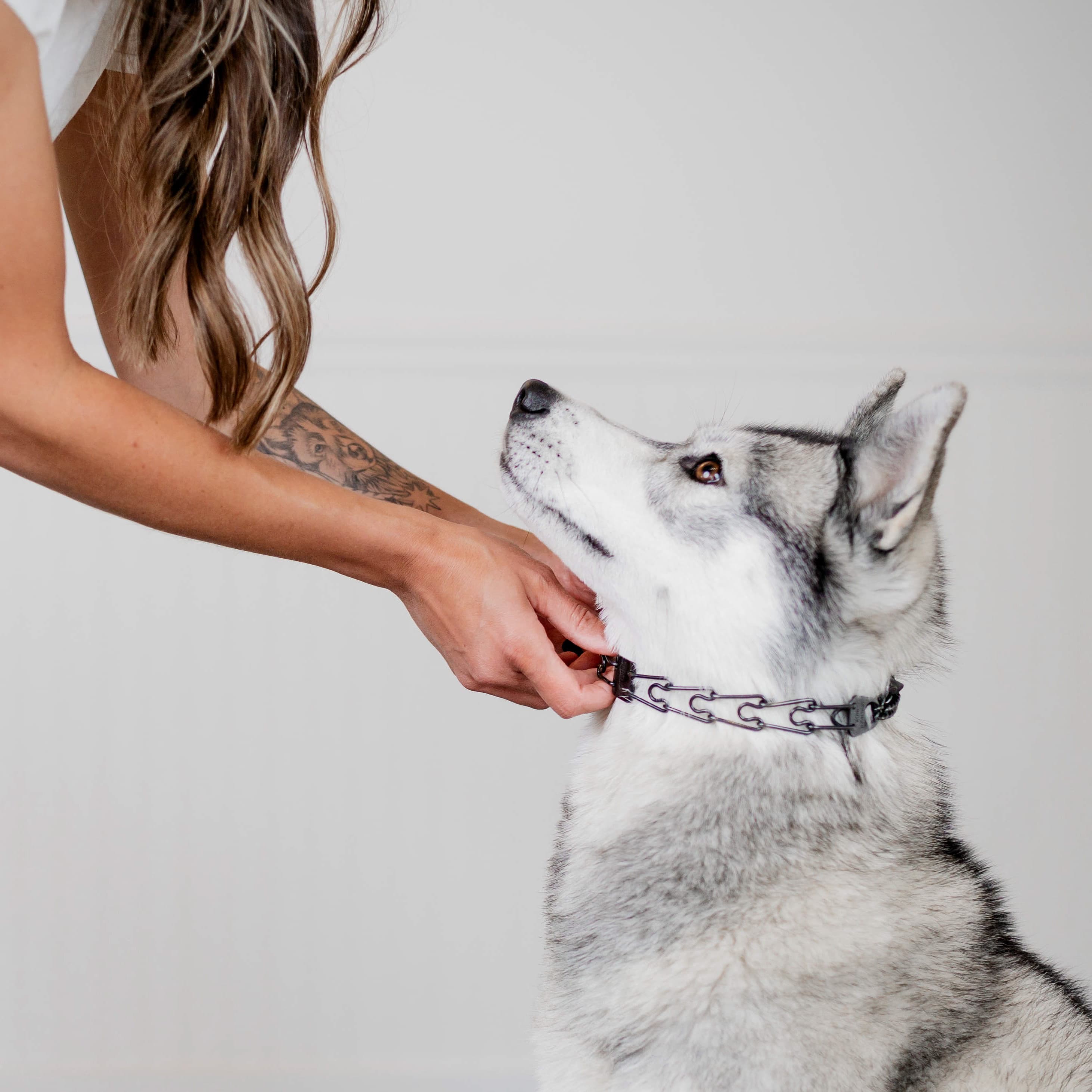 Dog owner training their dog outdoors