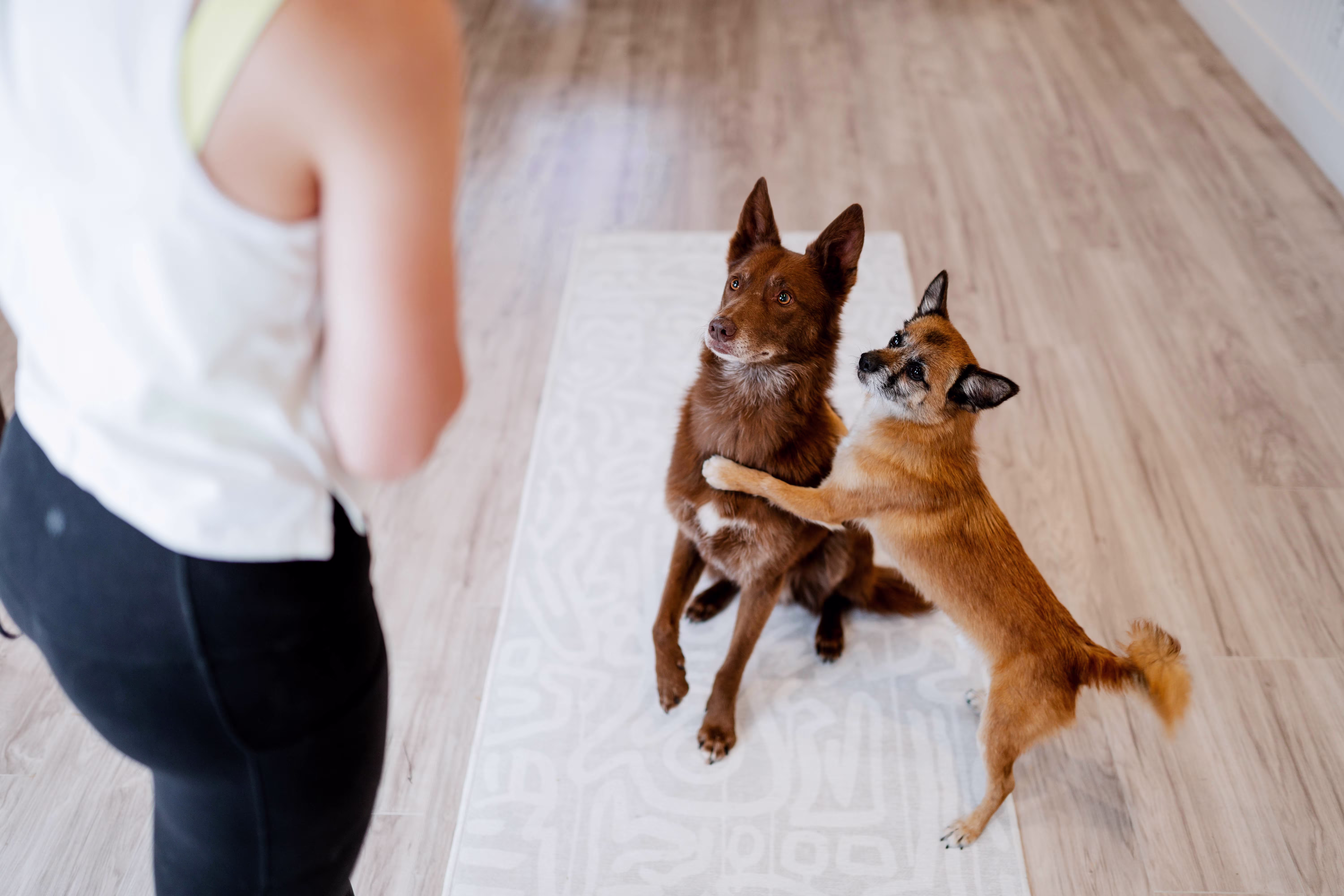 Dog trainer working with two dogs
