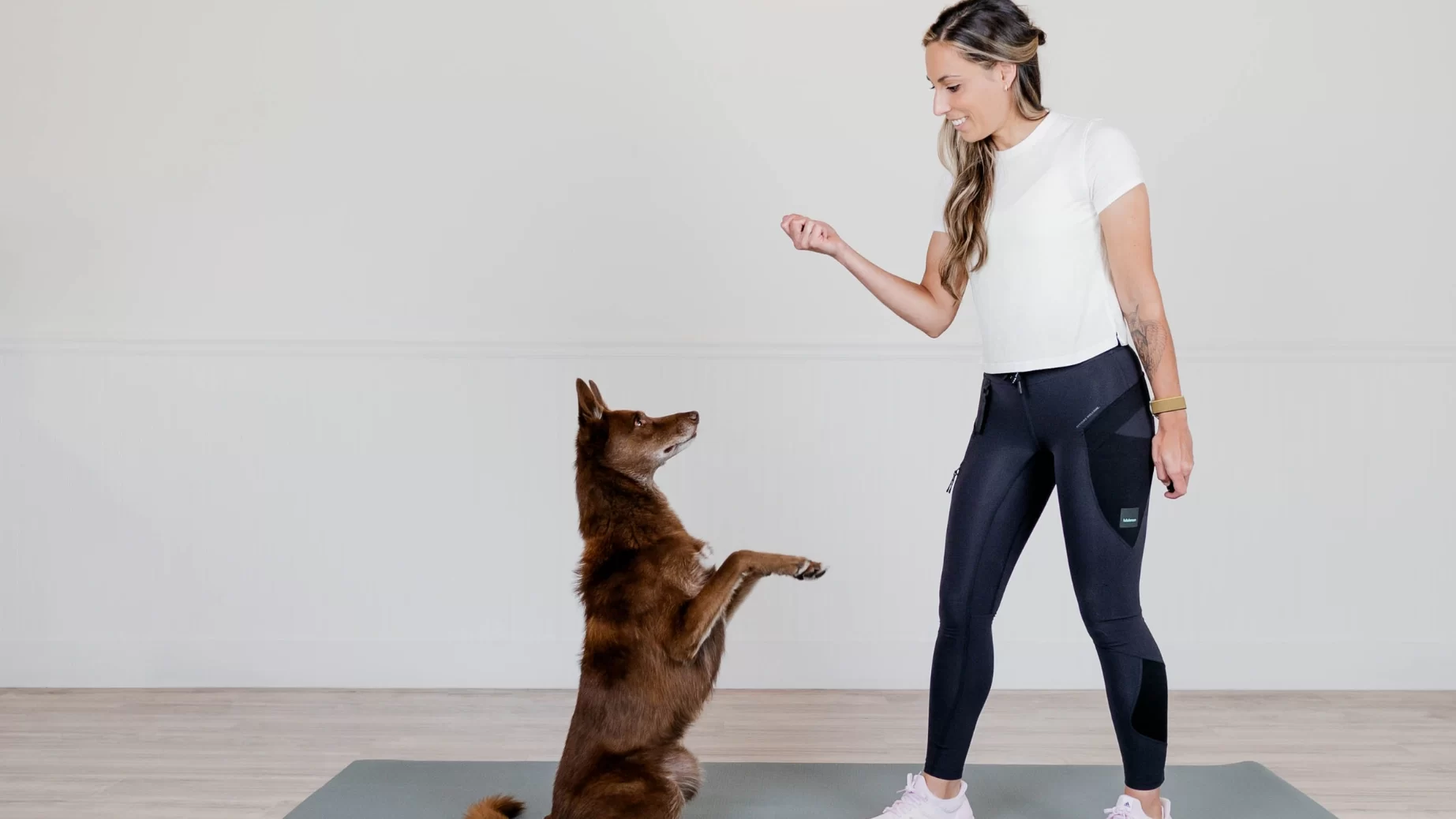 Dog training — marker training basics