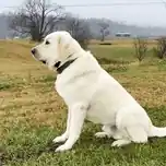 The Rebel