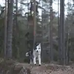 The Wildcard