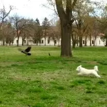 The Hunter