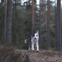 The Vanishing Act